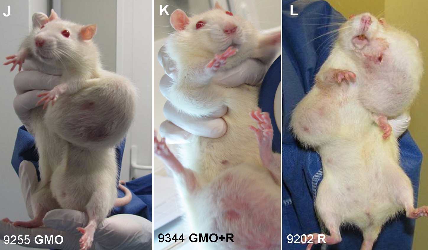 Bilder av rotter fra GMO-studien til Gilles-Eric Seralini
